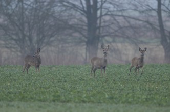 European roe deers (Capreolus capreolus) with winter coat standing on a grain field, (L-R), buck