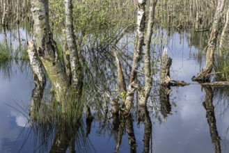 Moorland, rewetting, dead birch trees (Betula pendula), Emsland, Lower Saxony, Germany, Europe