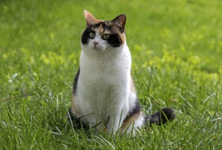 Cat, European Shorthair, felidae (Felis catus), tricoloured, sitting in the grass,