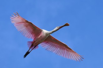 Roseate spoonbill (Ajaja ajaja), flying in the clear blue sky, Black Point Wildlife Drive,