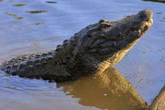 Mississippi Alligator (Alligator mississippiensis), pike alligator, adult, friendly, portrait,