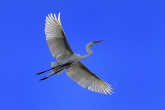 Great Egret (Ardea alba), adult, flying, St. Augustine, Florida, USA, North America