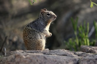 Rock gopher, (Otospermophilus variegatus), adult, on rocks, vigilant, Sonoran Desert, Arizona,