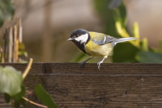 Great tit (Parus major) sitting on a wooden board and looking to the side, Neunkirchen, Lower