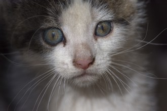 Portrait of a young felidae (Felis catus) Close up, Mecklenburg-Vorpommern, Germany, Europe