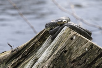 Grass snake (Natrix natrix), Emsland, Lower Saxony, Germany, Europe