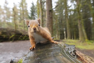 Red squirrel (Sciurus vulgaris) adult animal on a wooden bench, Yorkshire, England, United Kingdom,