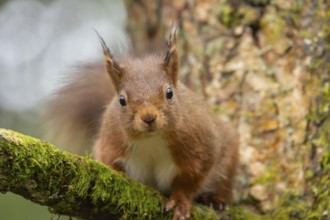 Red squirrel (Sciurus vulgaris) adult animal on a tree branch, Yorkshire, England, United Kingdom,