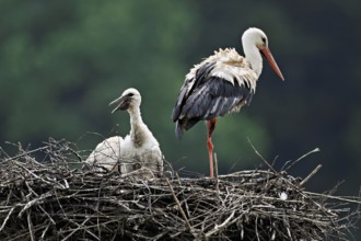 White stork (Ciconia ciconia), adult with chicks standing on eyrie, Canton Aargau, Switzerland,