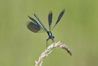 Banded demoiselle (Calopteryx splendens), male approaching a blade of grass, Switzerland, Europe