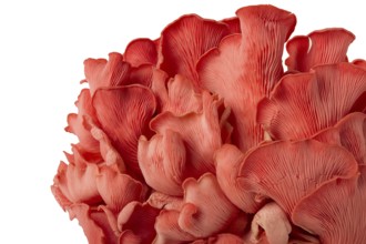 Pink oyster mushroom, bunch, close-up, raw, no people