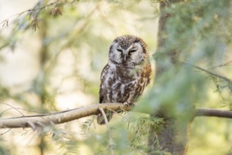 Boreal owl (Aegolius funereus) sitting in a tree in winter, Bavarian Forest Nationalpark, Bavaria,