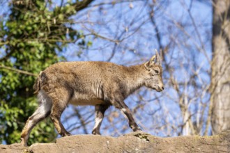 Alpine ibex (Capra ibex), in the mountains, Bavaria, Germany, Europe