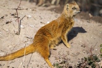 Yellow mongoose (Cynictis penicillata), in the dessert on a sunny day, captive