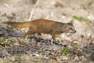 Yellow mongoose (Cynictis penicillata), in the dessert on a sunny day, captive