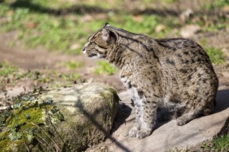 Fishing cat (Prionailurus viverrinus) at the shore of a lake on a sunny day, captive, Germany,