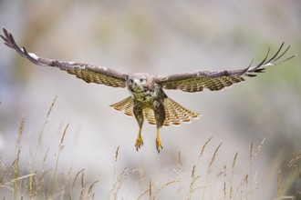 Common buzzard (Buteo buteo) Germany