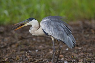 Cocoi Heron (Ardea cocoi) Pantanal Brazil