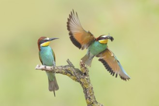 Bee-eater (Merops apiaster), pair, one bird taking off with a bumblebee in its beak, Wildlife, Lake