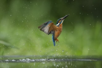 Common kingfisher (Alcedo atthis) adult bird emerging from water of a lake, England, United