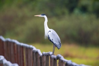 Cocoi Heron (Ardea cocoi) Pantanal Brazil