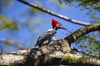 Lineated woodpecker (Dryocopus lineatus) Pantanal Brazil