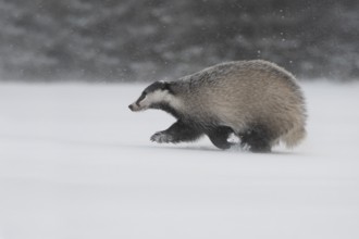 Badger in the snow, Wittlich, Rhineland-Palatinate, Germany, Europe