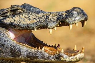Spectacled caiman (Caiman crocodilius) Panatanal Brazil
