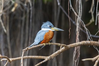 Ringed kingfisher (Ceryle torquata) Pantanal Brazil