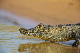 Spectacled caiman (Caiman crocodilius) Panatanal Brazil