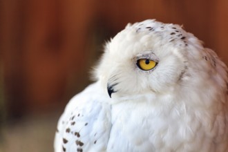 Snowy owl (Bubo scandiacus, syn.: Bubo scandiaca, Nyctea scandiaca), portrait, captive, bird park,