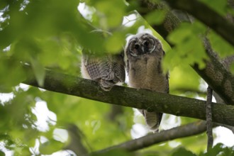 Long-eared owl (Asio otus), two young birds, nest fledglings, Bottrop, Ruhr area, North