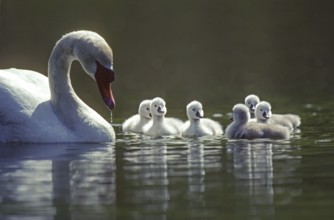 Mute swan. Cygnus olor. Swan and new born cygnets swim on a river Forest of La Wantzenau. Region of