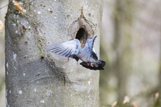 Stock Dove (Columba oenas) at Black Woodpecker Cave Germany