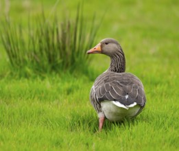 Greylag goose (Anser anser) standing in a meadow, Lower Saxony, Germany, Europe