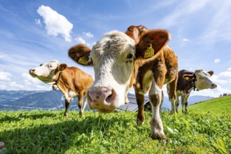 Three young curious calves (Bos primigenius taurus), cows on an alpine meadow, stretching their