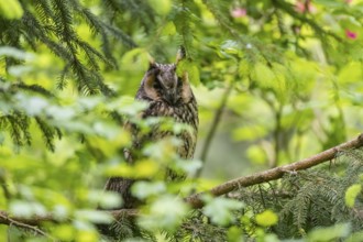 One long-eared owl (Asio otus), sitting on a branch of a tree, between green leaves