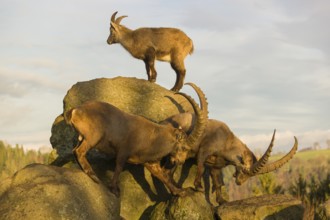 Three ibex (Capra ibex) playing on a rock in the last light of the day