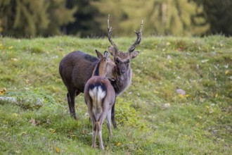 Deep affection. A Japanese sika deer (Cervus nippon nippon) doe cuddles intensely with a stag