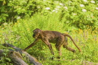 A male Gelada (Theropithecus gelada), or bleeding-heart monkey sits on a log lying in dense green