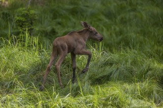 One baby moose or elk, Alces alces, (19 days old, born May 8, 2020) walking through tall fresh