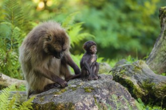 One female Gelada (Theropithecus gelada), or bleeding-heart monkey sits on a rock grooming her baby