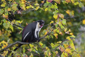 One adult Diana monkey (Cercopithecus diana) sits on a branch of a tree looking around