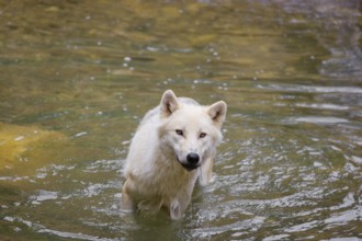 An Arctic wolf (Canis lupus arctos) stands in a pool of water below a small waterfall
