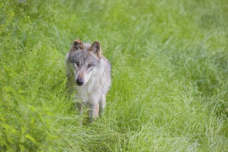 An adult male gray wolf (Canis lupus lupus) runs across a green meadow in hilly terrain