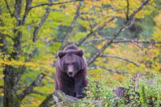 A young male brown bear (Ursus arctos arctos) stands on top of a small hill. Trees in fall foliage