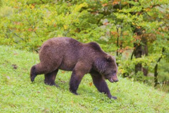 A young male Eurasian brown bear (Ursus arctos arctos) walks across a meadow