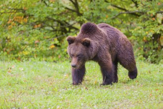 A young male Eurasian brown bear (Ursus arctos arctos) walks across a meadow