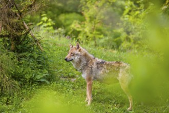 A female Eurasian gray wolf (Canis lupus lupus) stands on a hill. Fresh green vegetation is all