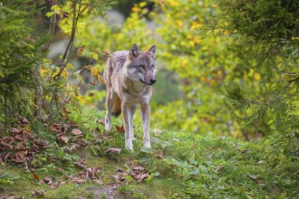 A eurasian gray wolf (Canis lupus lupus) stands on a meadow on a hill with a colourful foliage in